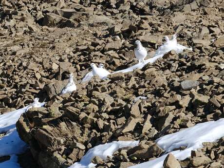 RDV avec un garde : la faune en hiver