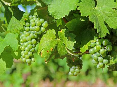 Vignobles en scène dans le Golfe de Saint-Tropez