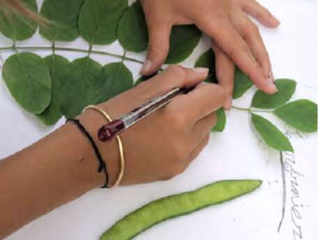 Atelier du patrimoine : Botaniste en herbe