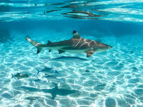 Aimeho fa'ati - Private boat tours