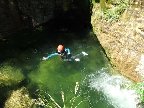 Balade aquatique: Back to the tree