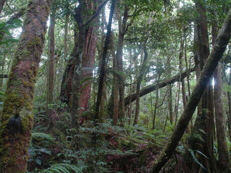 Upper Pourina Trail