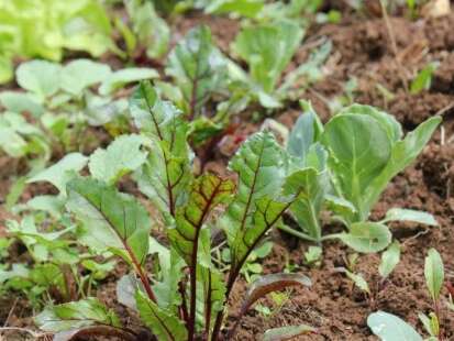 Marché de Roissiat Du 7 janv au 29 déc 2024