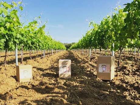 Visite du vignoble et de la cave - Dommmaine des M