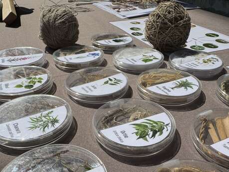 Atelier préhistorique "Au fil des plantes"