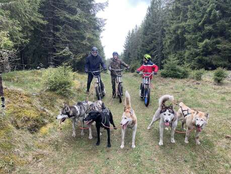 Dog Scooter - Evolution 2