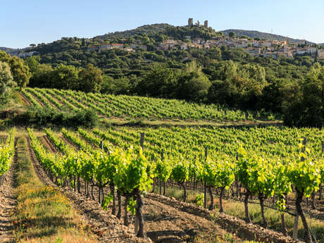 Vignobles en scène entre Cogolin et Grimaud