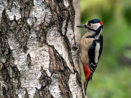 Découverte des oiseaux du parc de la Conque