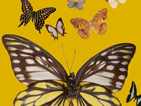 Les ateliers au Muséum pendant les vacances de la Toussaint