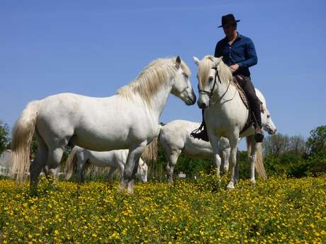 Promenade à Cheval - La Manade