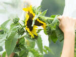 Atelier Kokopelli - La pollinisation manuelle