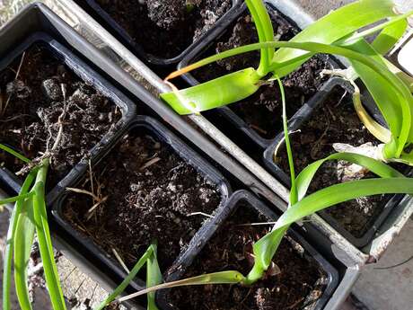 Troc de plantes