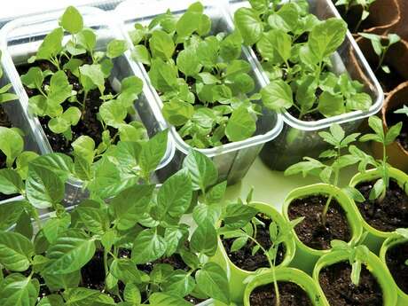 Troc’plants