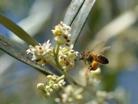 Concours photo - 1re session : Arbres fruitiers en scène