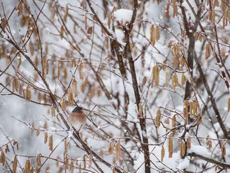 Ciné Vallouise : Les arbres, gardiens de la vie