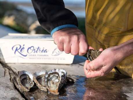 Visite los criaderos de ostras de Didier Fournier