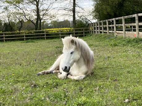 Atelier initiation équitation (enfant)