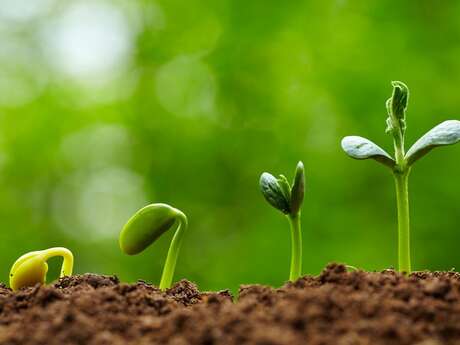 Découverte des plantes locales