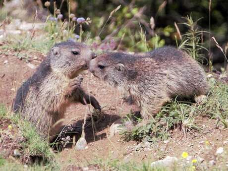 Association pour la Protection, l'Etude et la Valorisation des Marmottes