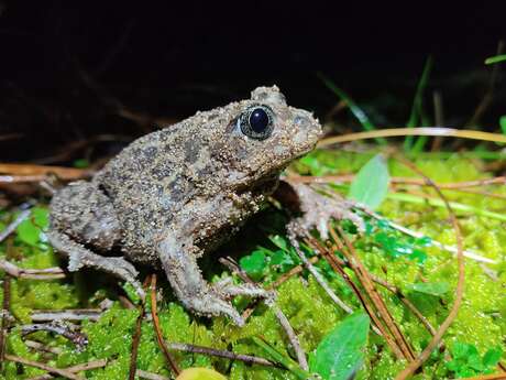 Nachtsafari - ein Sommer mit den Öko-Rangern