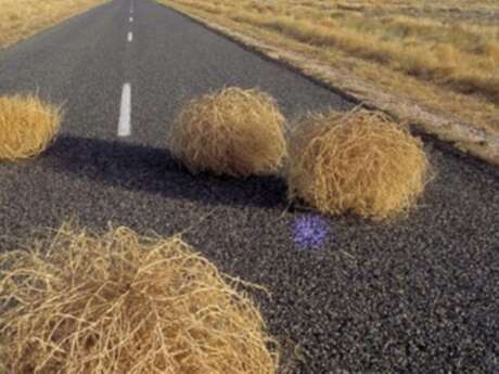 Les spectacles vivants au Milieu : Or, les buissons bruissent - Danse et musique