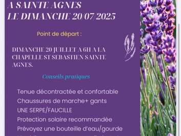 Collection of Lavender for the Lavender Festival