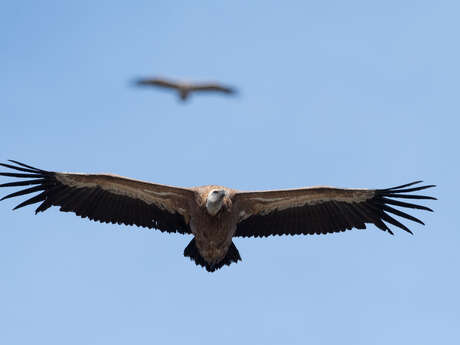 Rapaces diurnes : qui sont-ils, comment vivent-ils ?