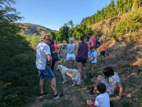 Rando wine (domaine Bombrun)