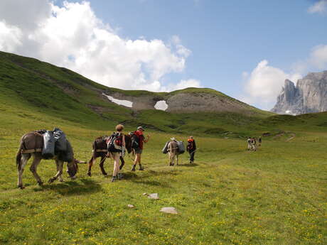 Stroll with Jean-Luc's donkeys