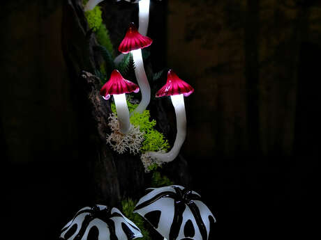 Lumycelium