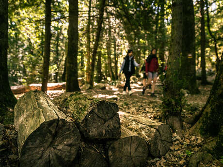 Jeu de piste "Coup de chaud sur la forêt"