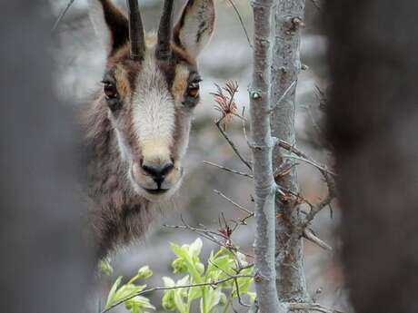 "Die Augen offen halten, die Ohren spitzen, der Spur folgen...". - Treffpunkt Park 2026