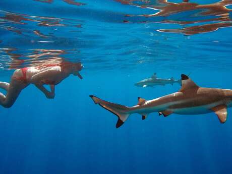 Moorea Ocean Adventures