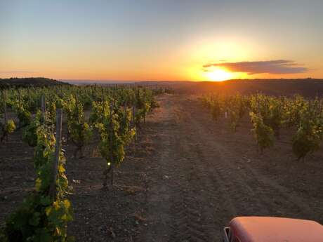 Sunset dans les vignes (Domaine Perrier)