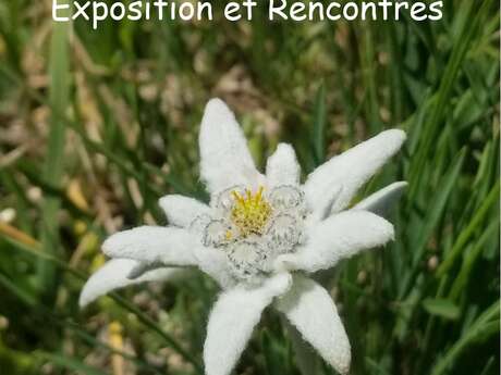 Exposition "Flore de nos montagnes"