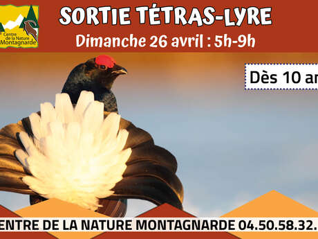 Sortie découverte du Tétras Lyre