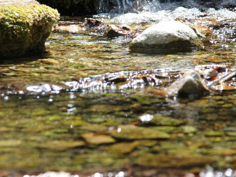 Au coeur du Parc de la Sainte-Baume - 1/2 journée
