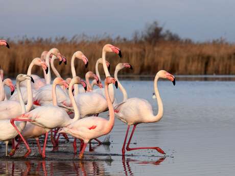 Ornithological park of Pont de Gau