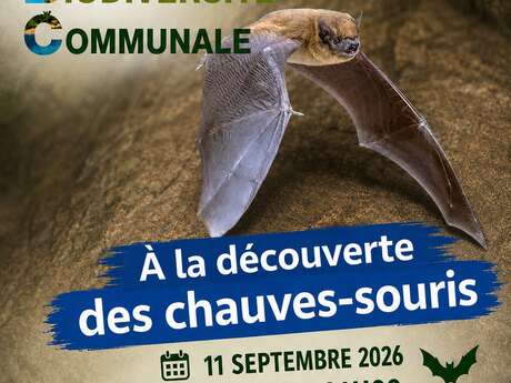 Sortie Découverte des chauve-souris - ABC Biodiversité