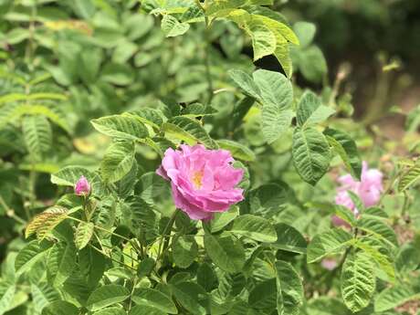 De la Fleur au Parfum chez Fragonard "La Rose"