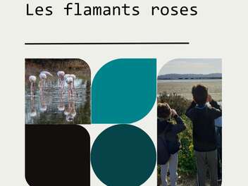 Patrimômes - The Pink Flamingos