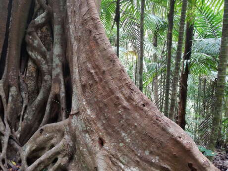 ピック・モニエ遊歩道