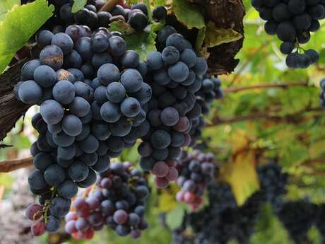 De la vigne au Verre
