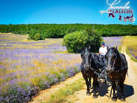 Carriage ride with L'Or des Lavandes