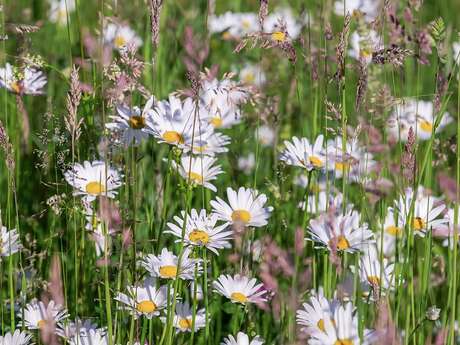 Plantes sauvages et tisanes