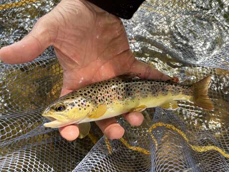 Découverte pêche à la mouche