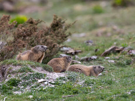 Marmot watching