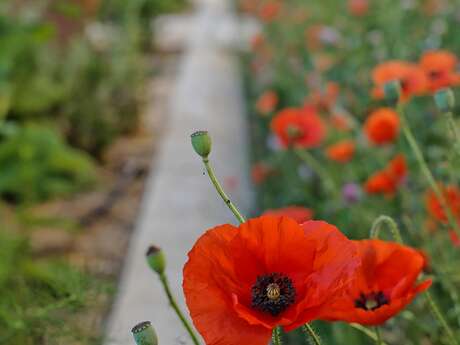 Avignon : côté jardins