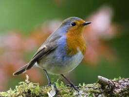 Découverte des oiseaux des jardins