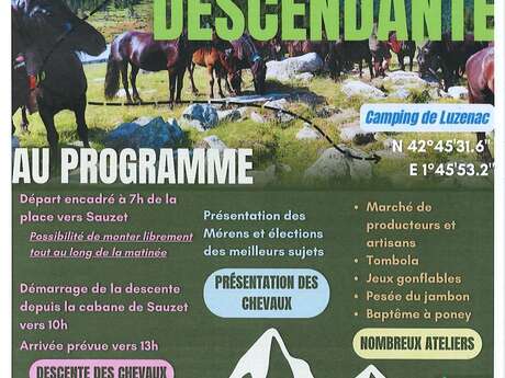 Transhumance descendante des chevaux de Mérens